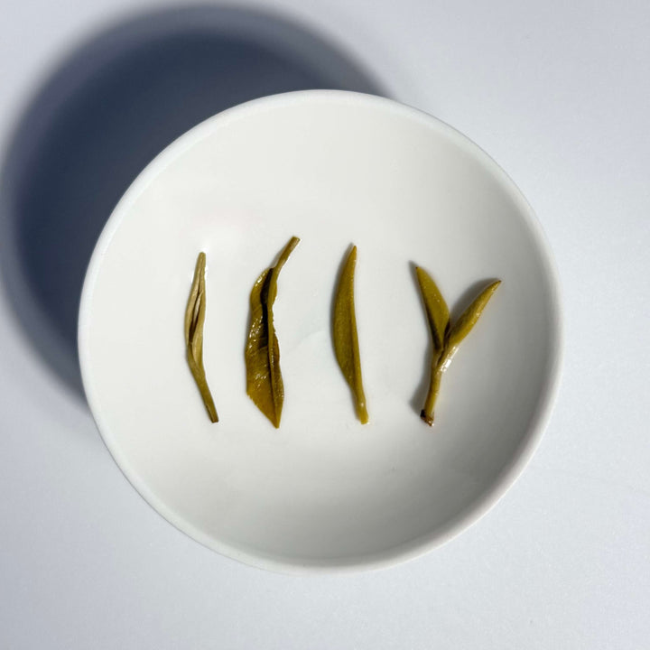 Xinyang Maojian Fine Tip Needle Shaped Spring Green Tea